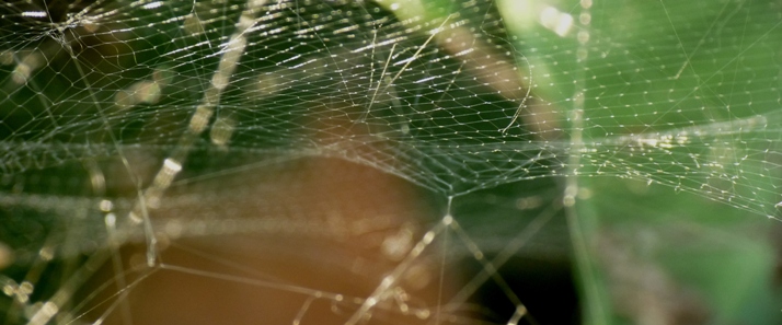 Rete di sicurezza per trapezisti circensi (Cyrtophora)